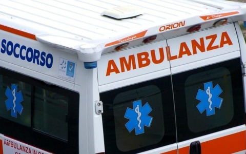 Quattro gattini cercano una famiglia nel Piacentino