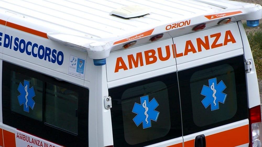 Quattro gattini cercano una famiglia nel Piacentino
