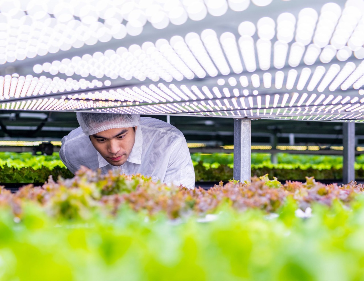 Emilia-Romagna, 60 milioni alle imprese agroalimentari